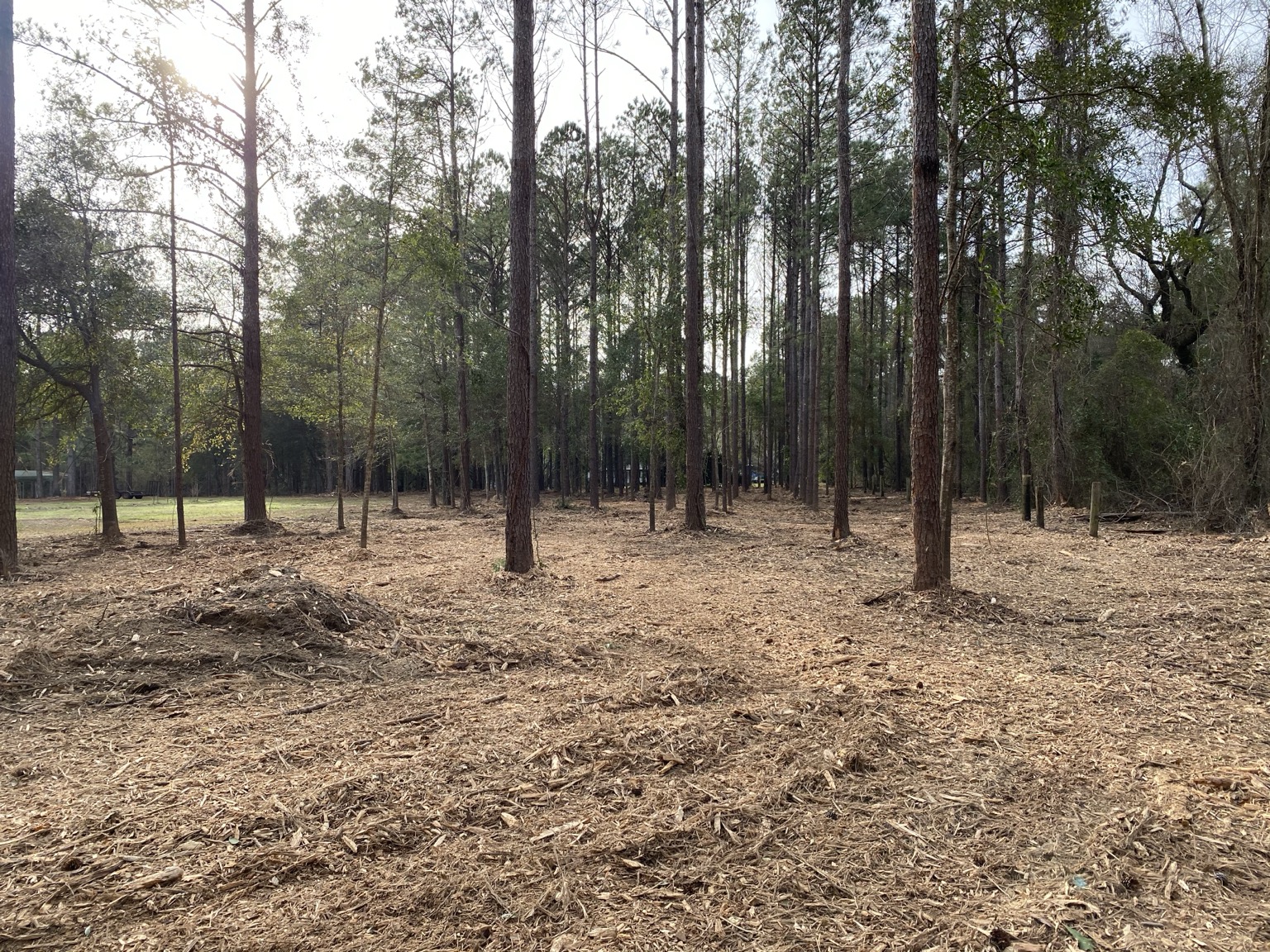 Finished mulched property beneath pine trees
