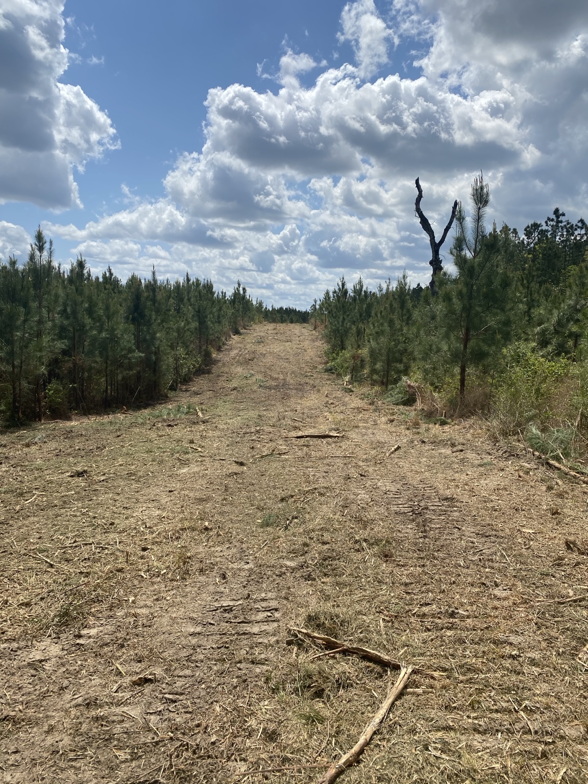 Cleared lane through young pine plantation